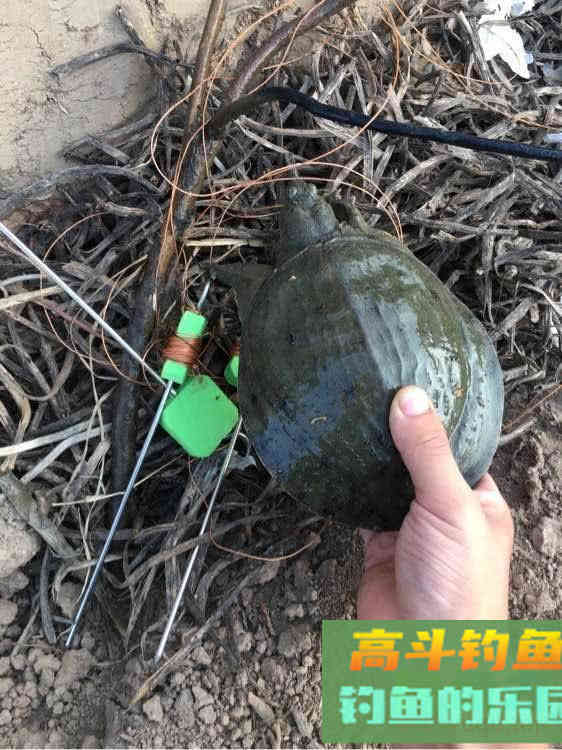 如何用猪肝钓甲鱼?运气好的时候一天能钓十几只 如何用猪肝钓甲鱼?运气好的时候一天能钓十几只