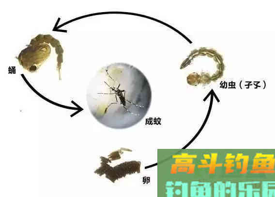 娇小麦穗鱼，已成功&ldquo;入侵&rdquo;34国！欧洲成了&ldquo;重灾区&rdquo;？