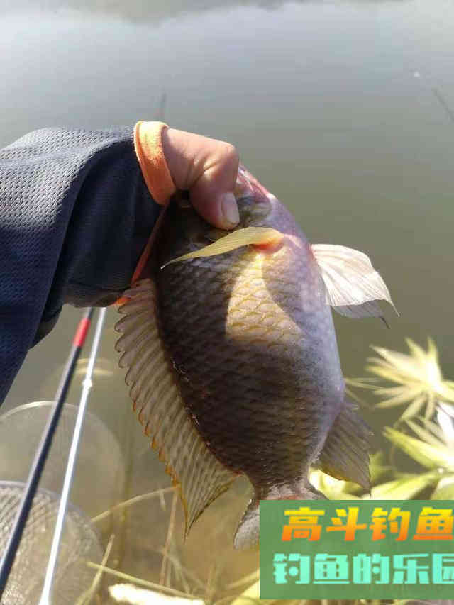 春钓罗非和慈鲷全攻略，小中取大，附自制饵料配方