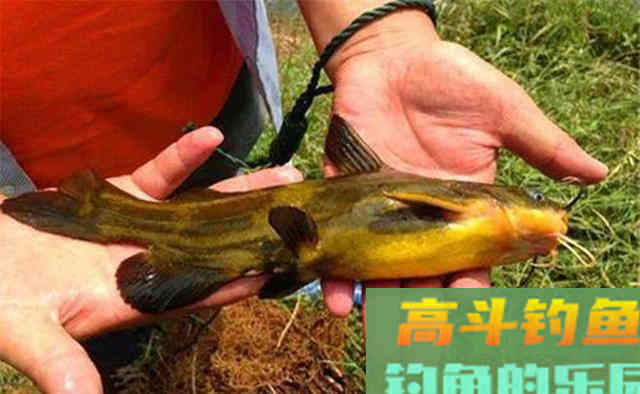深秋野钓黄颡鱼,最好的饵料不是蚯蚓和红虫,而是这个 深秋野钓黄颡鱼,最好的饵料不是蚯蚓和红虫,而是这个