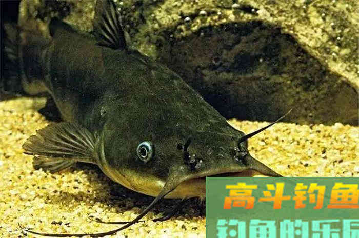 学会这几招钓鲶鱼技巧，让你野钓不再无从下手