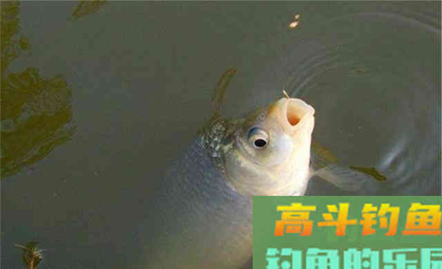 冬季钓鲫鱼，漂相要抓这4种