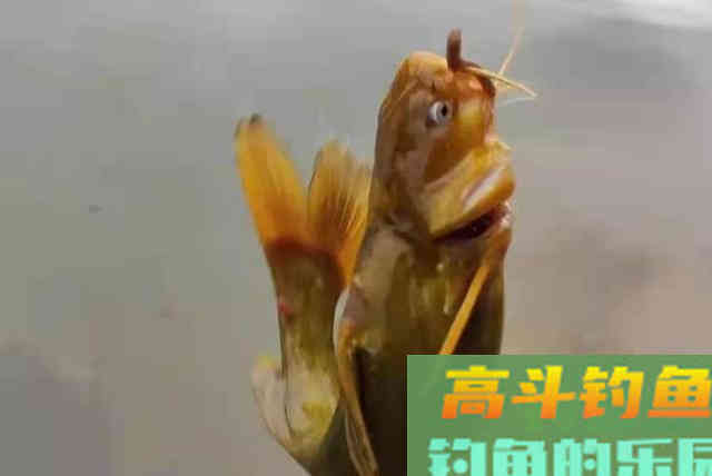对付黄颡鱼我从不手软，一周钓上五六次