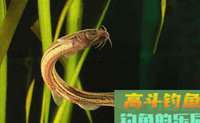 作钓黑鱼有技巧,手竿作钓很重要,注意搭配和选择 作钓黑鱼有技巧,手竿作钓很重要,注意搭配和选择