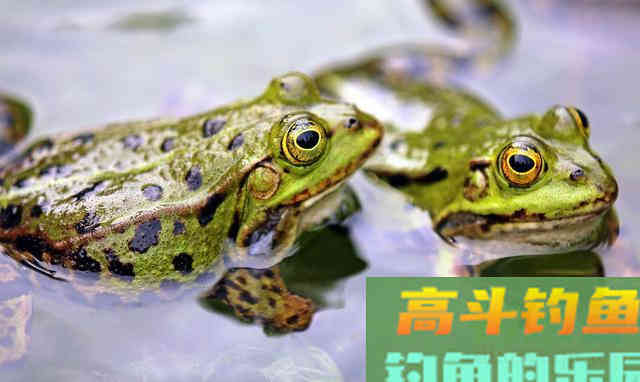 作钓黑鱼有技巧,手竿作钓很重要,注意搭配和选择 作钓黑鱼有技巧,手竿作钓很重要,注意搭配和选择