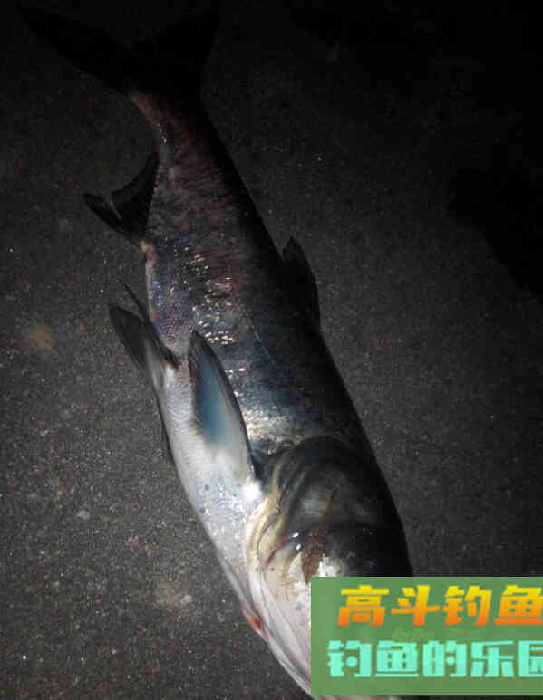鲢鱼有什么生活习性？我来告诉你