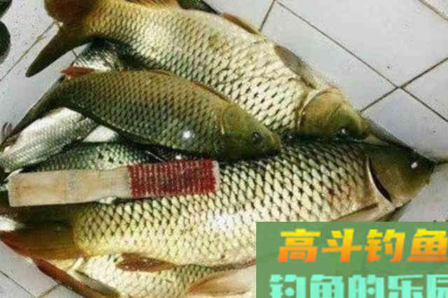 窝料投放越多越钓不好鲤鱼，按我说的做