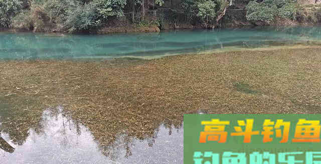 民间传说:黑鱼是孝鱼?关于黑鱼,你对它了解太少了 民间传说:黑鱼是孝鱼?关于黑鱼,你对它了解太少了