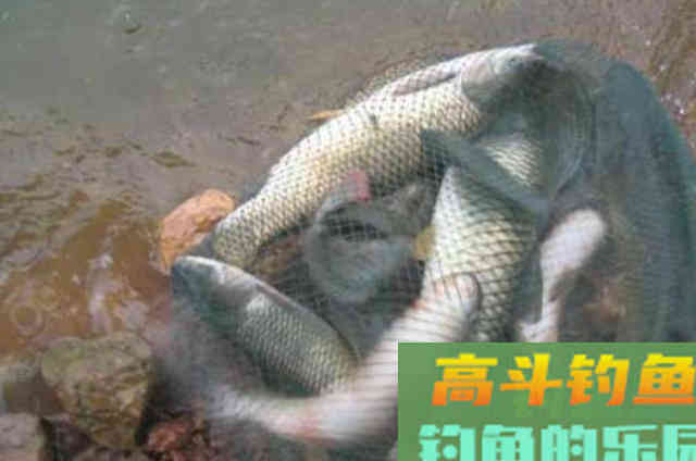 草鱼只需按我说的钓,天气再冷也照样狂拔 草鱼只需按我说的钓,天气再冷也照样狂拔
