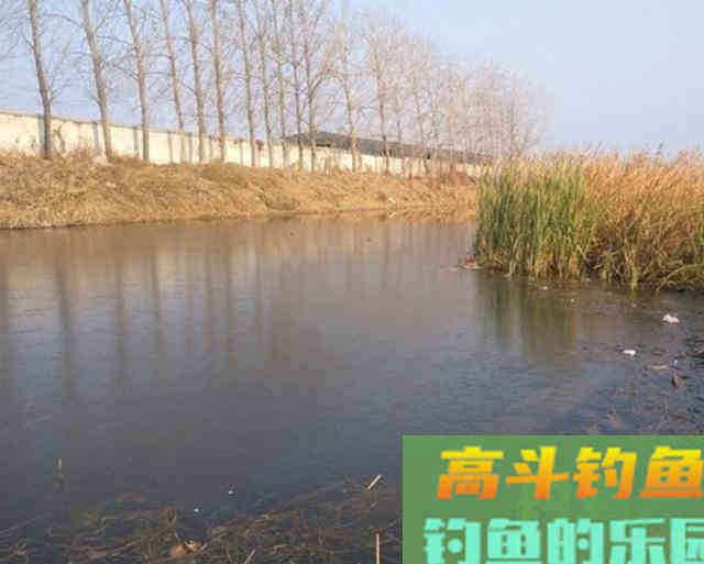 春季钓获罕见2斤的巨型鲫鱼，野钓鲫鱼详细攻略教学