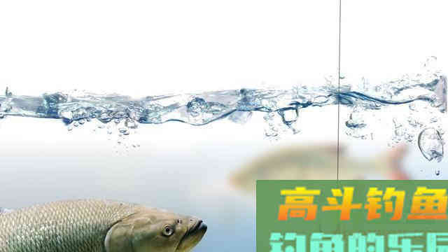 如何钓草鱼?应因地制宜,分析鱼情特点正确选择钓底 如何钓草鱼?应因地制宜,分析鱼情特点正确选择钓底