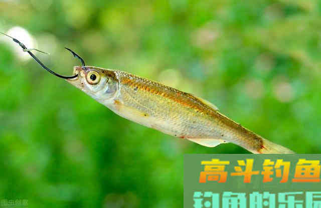 4种曾经被嫌弃的鱼，原来这么值钱