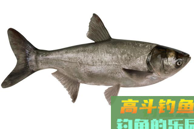 冬季钓鲢鳙的4大注意事项 冬季钓鲢鳙的4大注意事项
