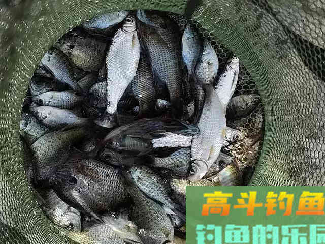 两小时钓80多条！小太阳鱼在北方多地泛滥