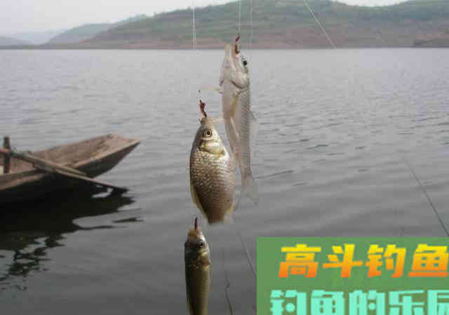 小鲫鱼闹窝，该怎么绕开小鲫鱼钓大板鲫？