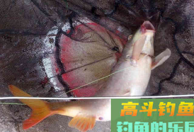 洛鲤伊鲂，贵于牛羊，钓黄河鲤是一种怎样的感受