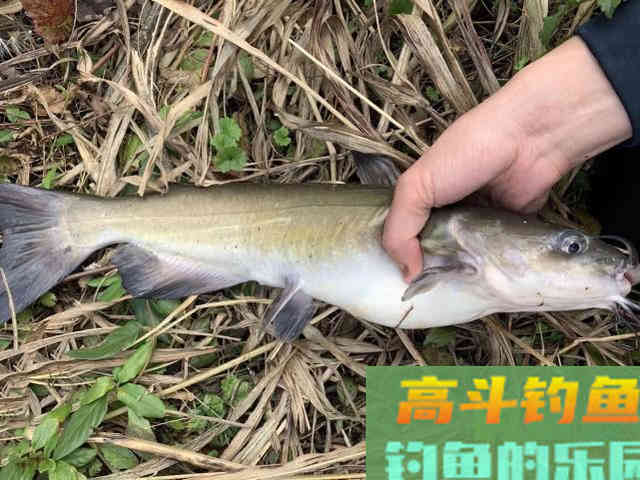 美国的叉尾鮰该如何垂钓?是否对本地鱼种构成威胁 美国的叉尾鮰该如何垂钓?是否对本地鱼种构成威胁