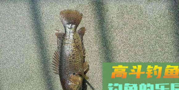 这种小型鲫鱼，能够上岸行走，为什么惹广东钓友厌恶