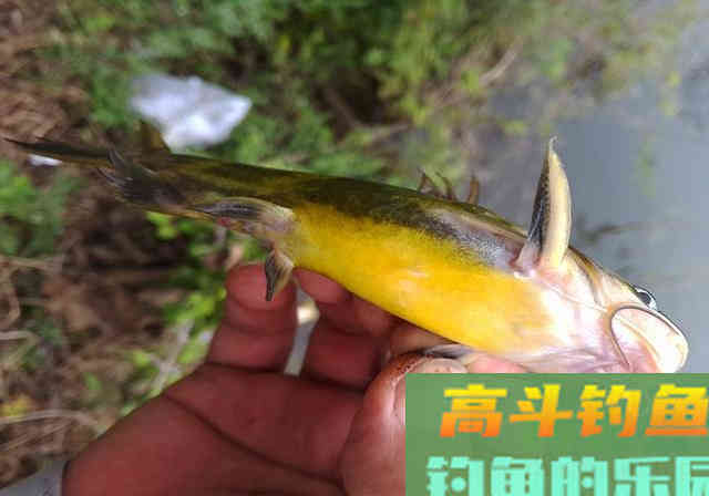 摘钩时被黄辣丁刺伤，指头被截险丧命，详解正确摘鱼方法