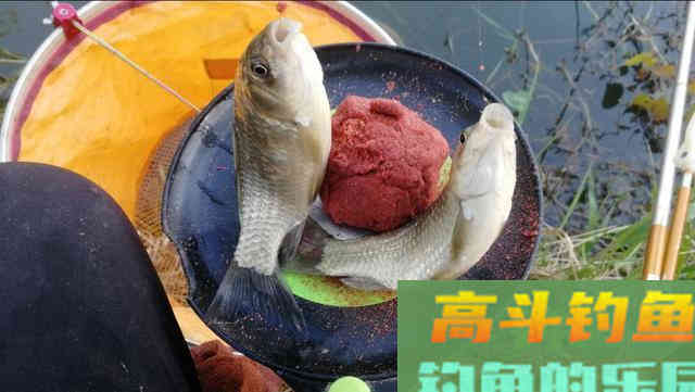 长竿配大漂钓鲫鱼，教你一招以钝钓钝