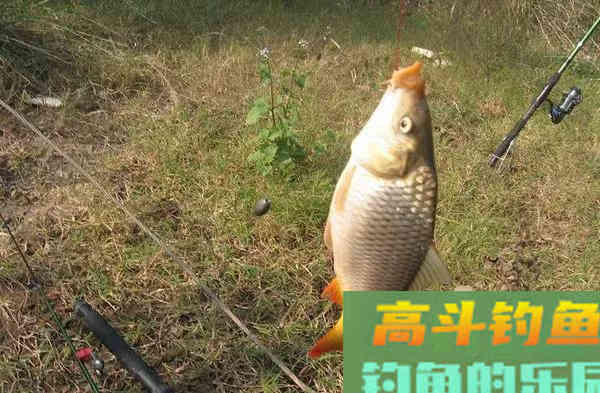海竿钓鲤鱼，上钩后会出现什么问题，老手都得注意这个