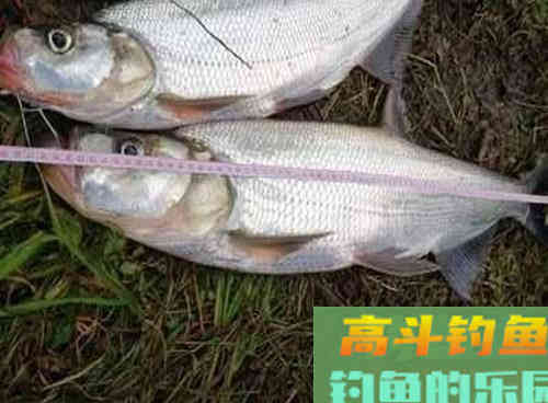 为什么你总钓的都是小翘嘴?学会这三招钓米翘 为什么你总钓的都是小翘嘴?学会这三招钓米翘