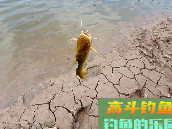 黄颡鱼这样钓，一块猪肝，一包蚯蚓，爆护