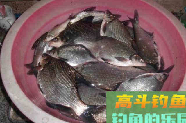 热天只需用上这鳊鱼钓法,一周六次钓不过瘾,莫声张 热天只需用上这鳊鱼钓法,一周六次钓不过瘾,莫声张