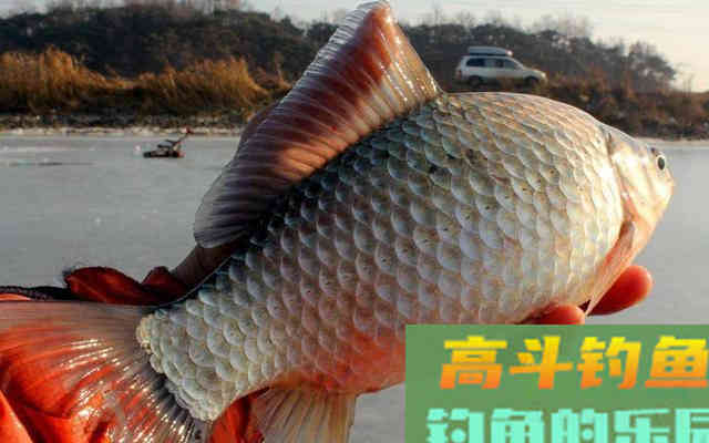 鲫鱼的哭泣!身体被放大,但肉质如嚼蜡 鲫鱼的哭泣!身体被放大,但肉质如嚼蜡