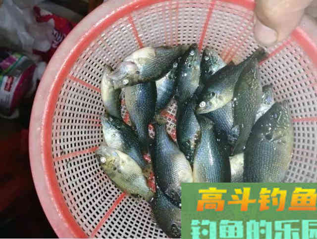 两小时钓80多条！小太阳鱼在北方多地泛滥