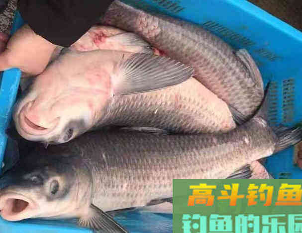 春季如何垂钓黑坑青鱼，5点因素6点注意见效