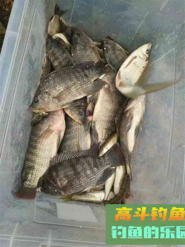 野钓大罗非最佳时机即将到来，饵料可自制