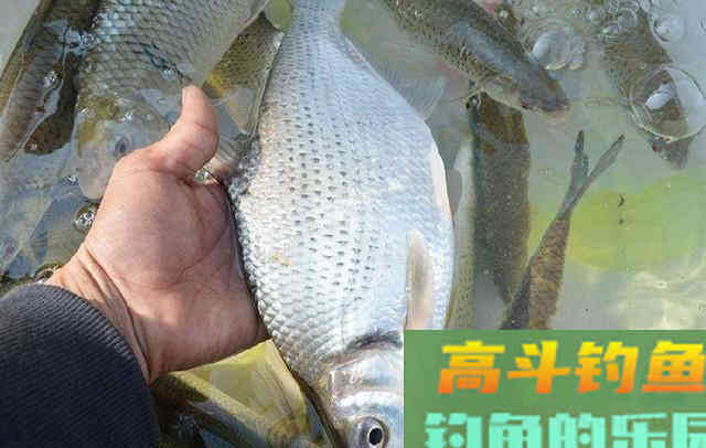 夏季不知如何钓鳊鱼,来看看这些垂钓心得 夏季不知如何钓鳊鱼,来看看这些垂钓心得