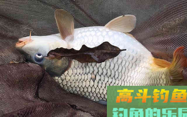 仲春不是只有鲫鱼,掌握方法也能钓到鲤鱼 仲春不是只有鲫鱼,掌握方法也能钓到鲤鱼