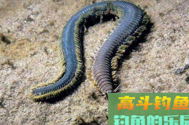冬天钓鲤鱼,这些绝招一出,藏的多深的鲤鱼都会出窝 冬天钓鲤鱼,这些绝招一出,藏的多深的鲤鱼都会出窝
