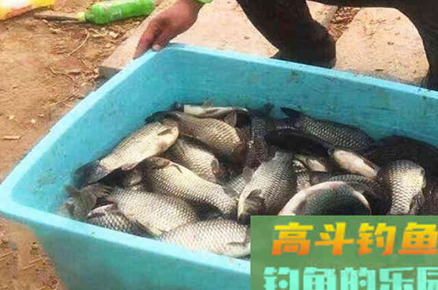 冬钓只需按我说的做，大鲫鱼狂拉到手疼
