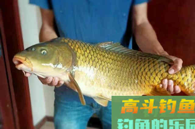 秋钓鲤鱼宁可不用小药,也要试用这三个制胜妙招 秋钓鲤鱼宁可不用小药,也要试用这三个制胜妙招
