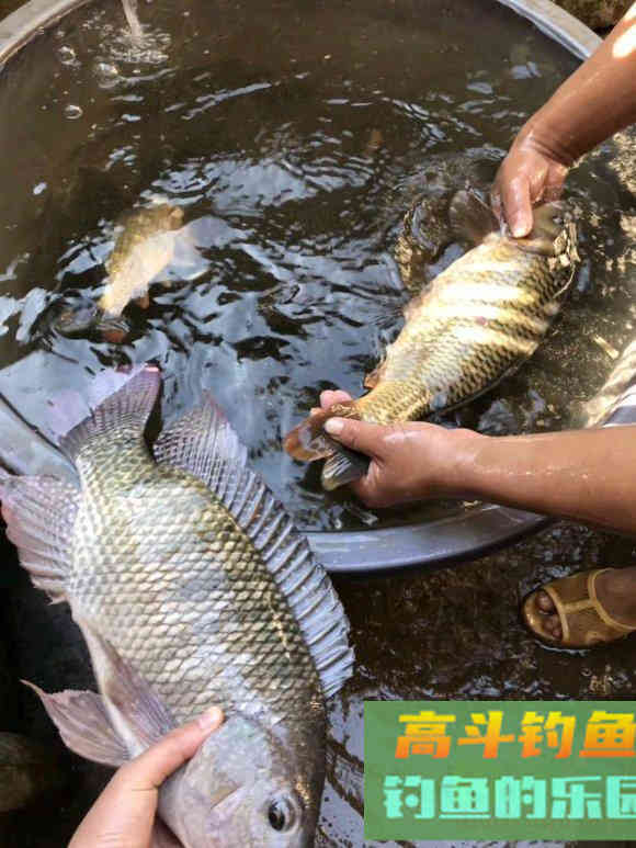春钓罗非和慈鲷全攻略，小中取大，附自制饵料配方