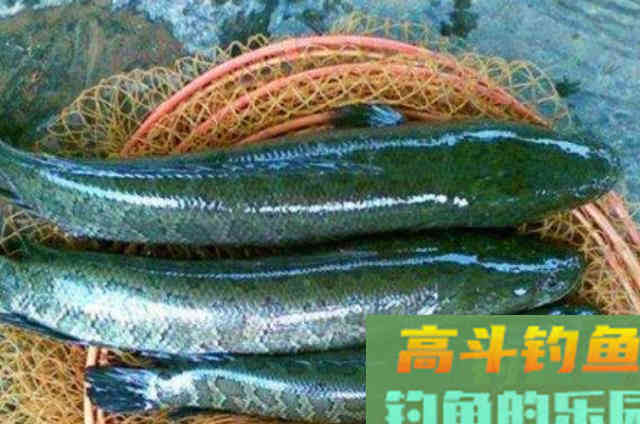 野钓利用手竿作钓大黑鱼的一些钓法技巧