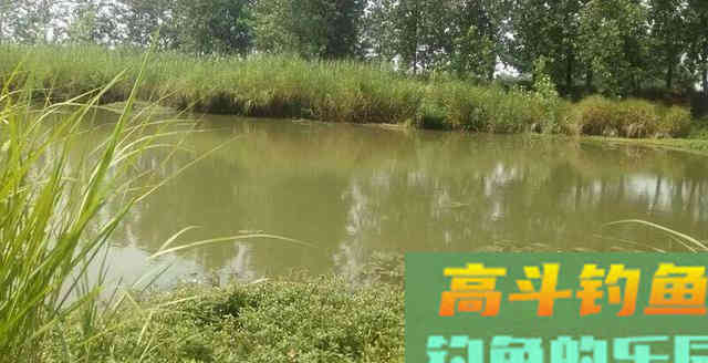 夏季钓黑鱼，分析黑鱼的生活习性选择合适钓法