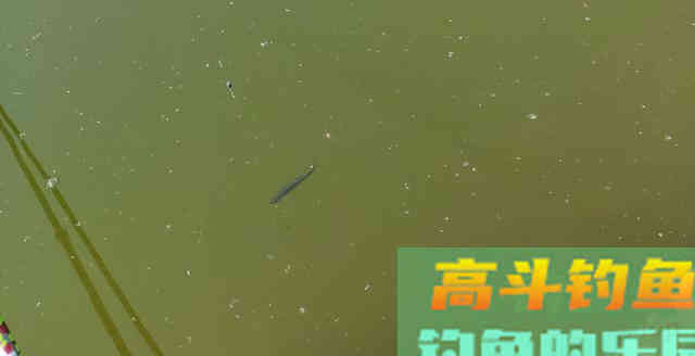 星级酒店以天价收购白条却收获甚微，为什么