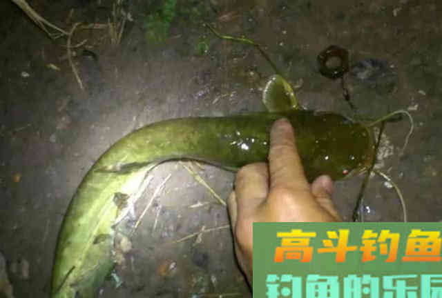 秋季夜钓鲶鱼是全年最好季节,总结5个技巧 秋季夜钓鲶鱼是全年最好季节,总结5个技巧