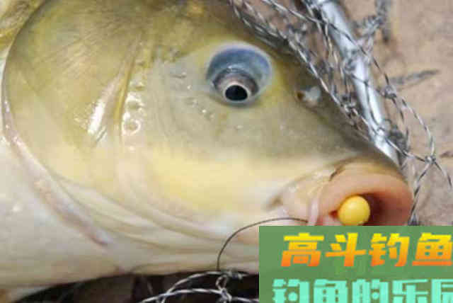 原来这才是&ldquo;征服&rdquo;鲤鱼的最佳方式