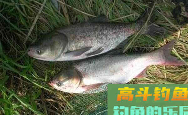 仲秋时节手竿钓鲢鳙，这三大技巧让你连杆上鱼