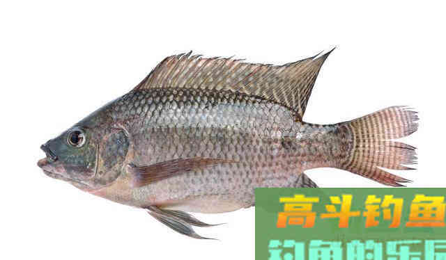 细述黑坑垂钓罗非鱼技巧 细述黑坑垂钓罗非鱼技巧