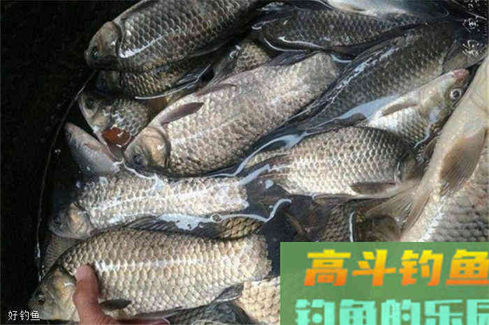 学了这三个技巧，深秋一样能野钓大鲫鱼