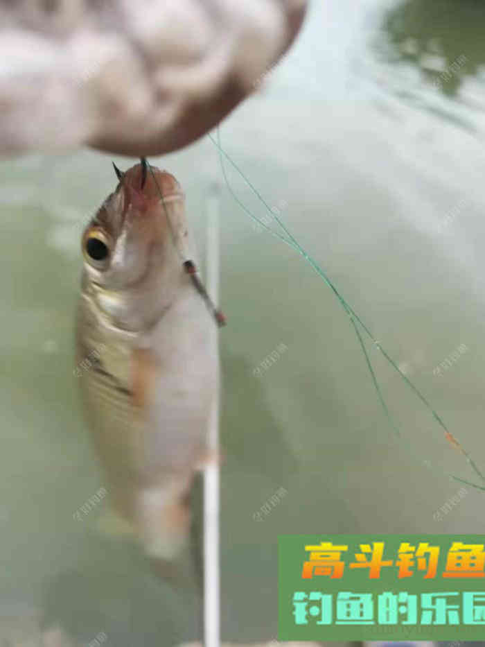 南方罗非鱼，土鲮如何钓？这样钓收获满满的