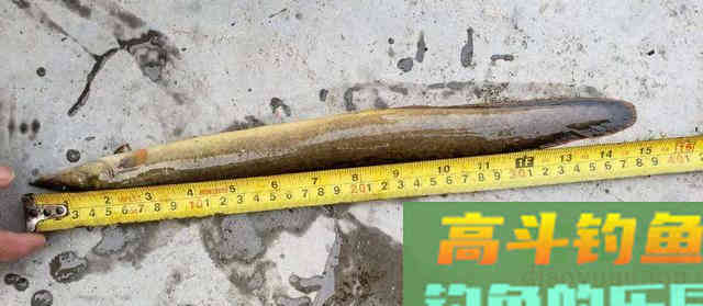 如今100多块一斤刀鳅，要如何钓，钓刀鳅技巧