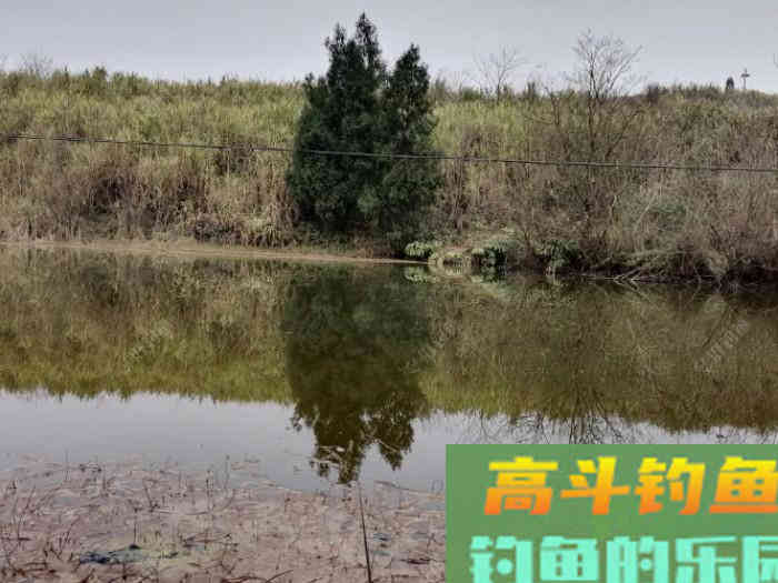 春季野钓鲫鱼的4个技巧分享,新手必看,让你更好的钓鱼 春季野钓鲫鱼的4个技巧分享,新手必看,让你更好的钓鱼