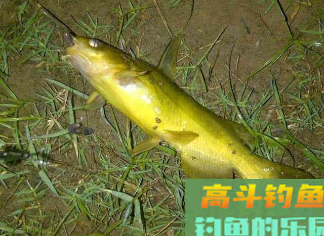 野钓黄辣丁的技巧，一般人我不告诉